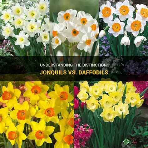 Daffodils Or Jonquils