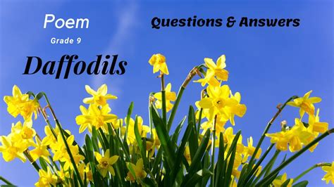 Daffodils Questions Answers