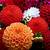 dahlia flower wallpaper
