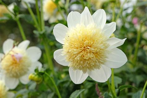 dahlia blonde