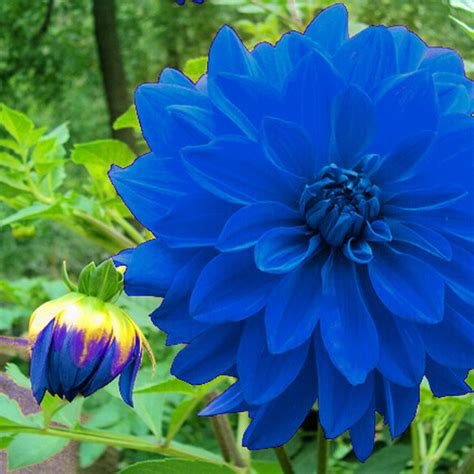The Beauty of Dahlia Flower Blue in Your Garden