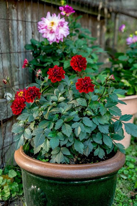 thepool.pw:dahlias in pots or ground