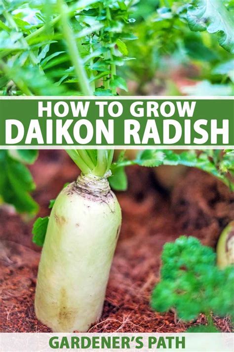 Daikon Radish Growing Guide