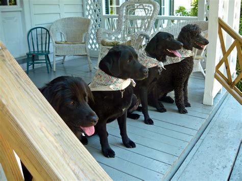 daily timewaster blog