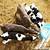 dairy calf management
