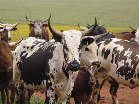 dairy breeds in zimbabwe