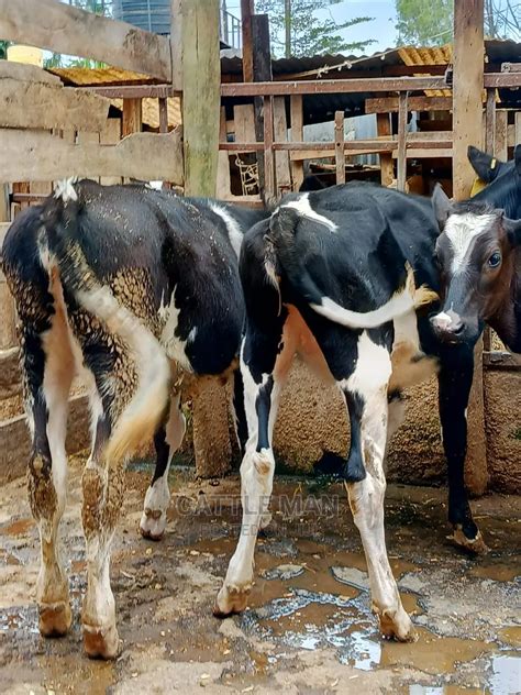 dairy cattle for sale in kenya