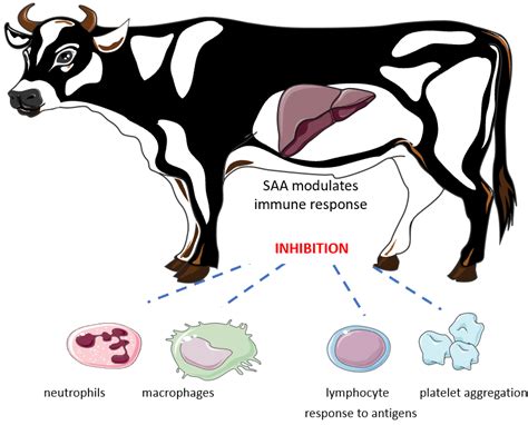 Dairy Cattle Inflammatory