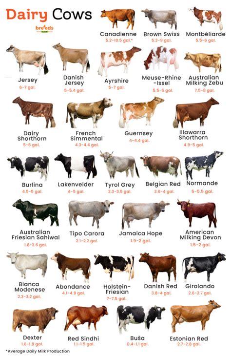 Dairy Cattle List