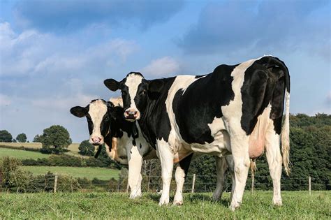 dairy cattle production news
