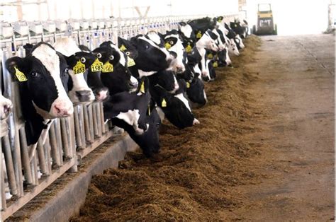 Dairy Cattle Use In Education And Research