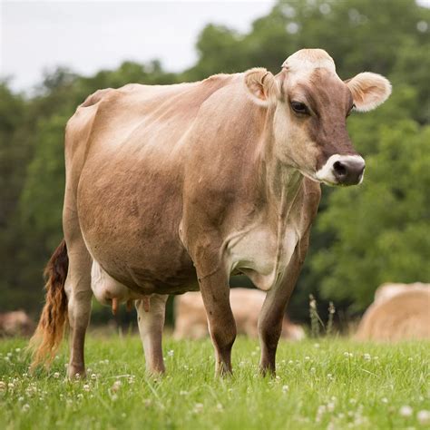 Dairy Cattle Uses