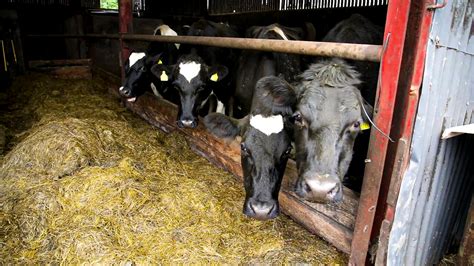 Dairy Cows Breeding Method