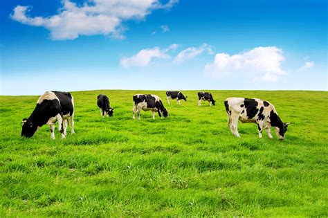 dairy cows in a field