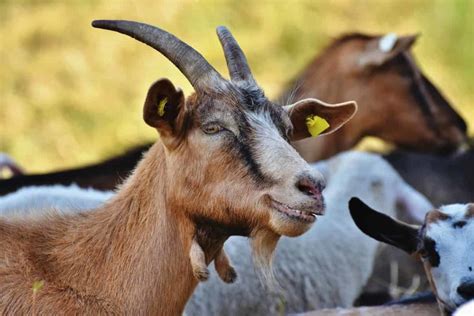 dairy goat farming in kenya pdf