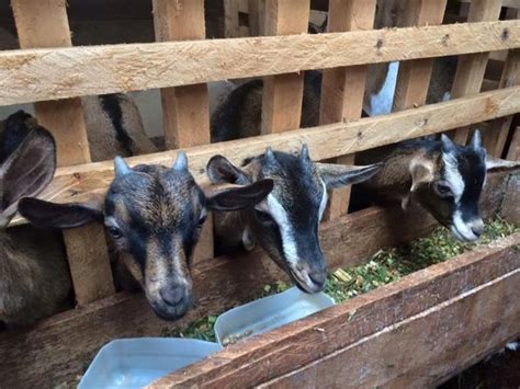 dairy goat rearing in kenya