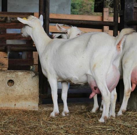 dairy goats for sale
