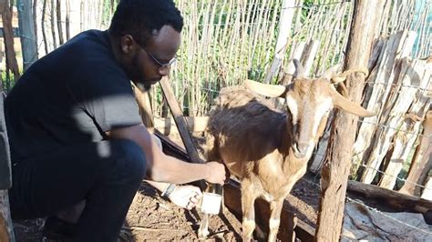 dairy goats for sale in kenya