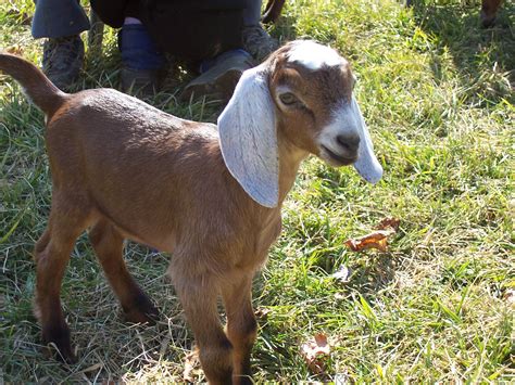 dairy goats near me farm