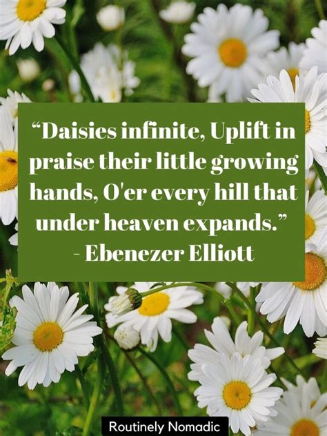 Daisies Quotes