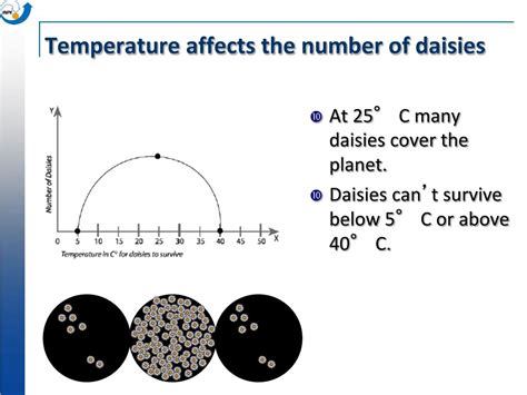 Daisies Temperature