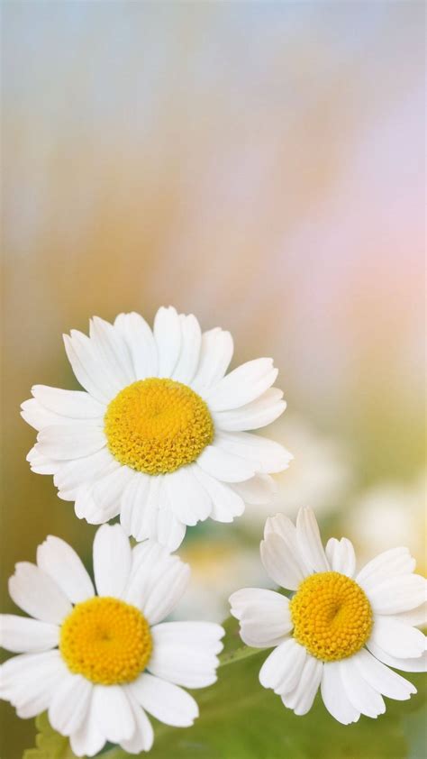 Daisy Background For Iphone