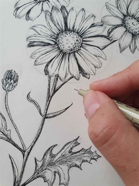 Daisy Bud Drawing