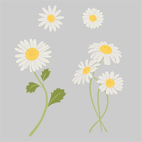 Daisy Clipart Vector