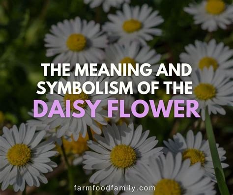 Daisy Flower Meaning To English