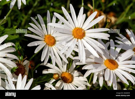 Daisy Flowers Australia