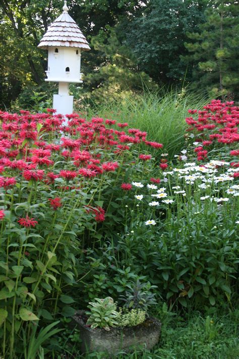 Daisy Garden Ideas