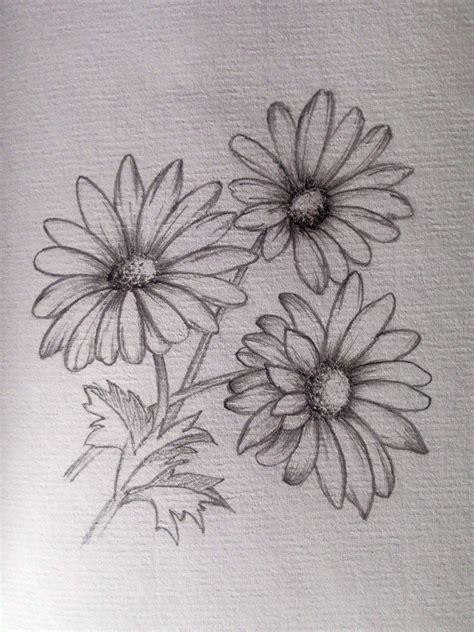 Daisy Pencil Drawing