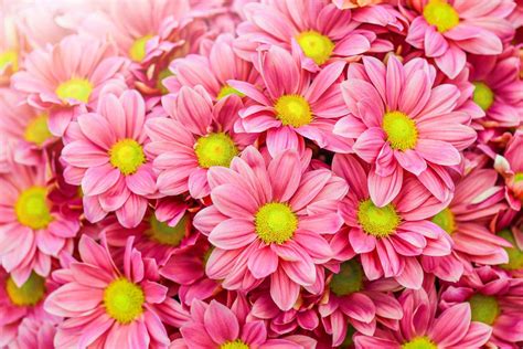 Daisy Pink Background Wallpaper