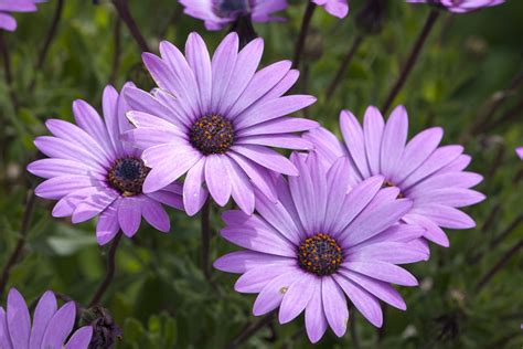 Daisy Type Flowers Purple