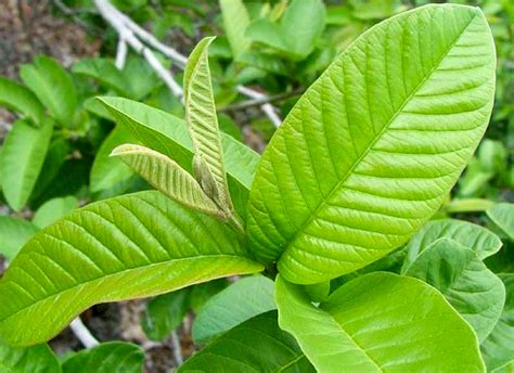 dalam dunia kesehatan daun jambu biji merupakan obat herbal