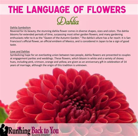 dalia meaning in english