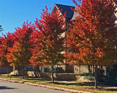 Dallas Maple Trees