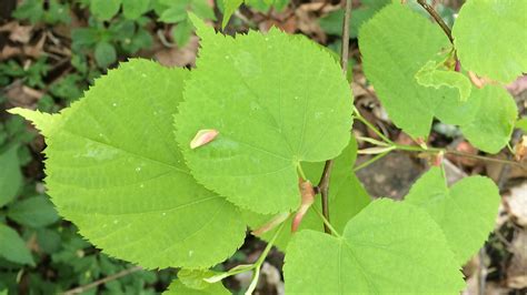 dallionn maxwell lind