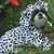 dalmatian costume for dog