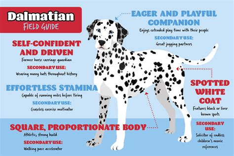Dalmatian Coat Types