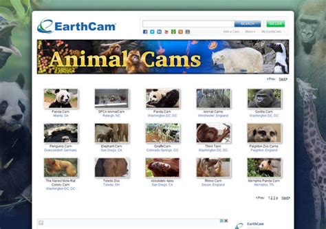 dalscone live animal webcam