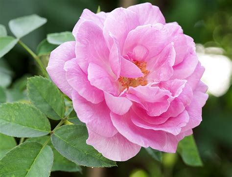 Unlock the Enchanting Beauty of Damask Rose: Your Ultimate Guide