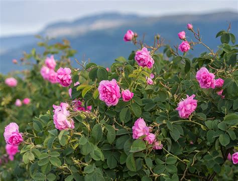 Damask Rose Plants: Unveil Their Beauty Secrets