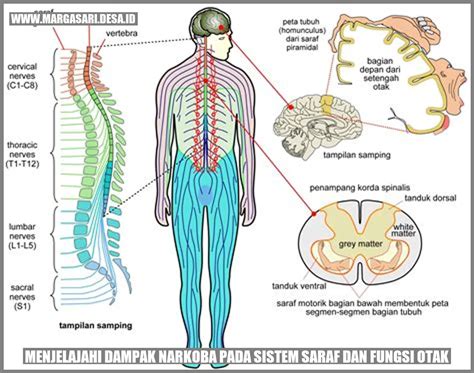 dampak narkoba pada otak