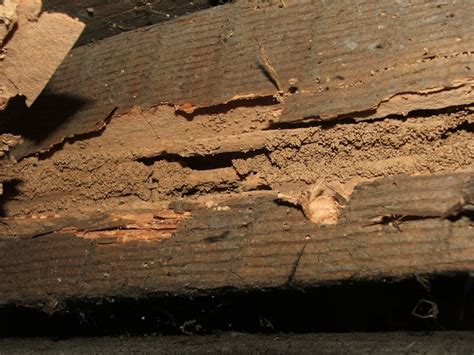 dampwood termite damage photos