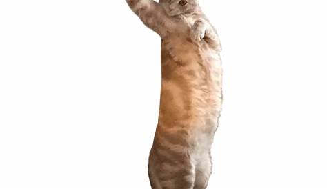 Cats Dancing GIFs - Find & Share on GIPHY