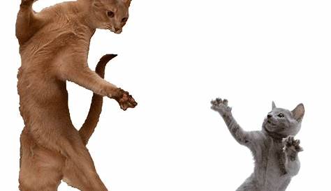 Cat Dancing GIF - Cat Dancing Gangnam Style - Discover & Share GIFs