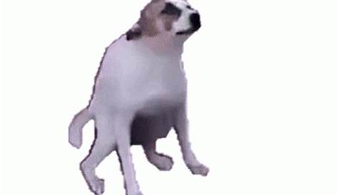 Dancing Dog Meme Gif : Dog Funny Dogs Gifs Animated Cute Cats Puppies