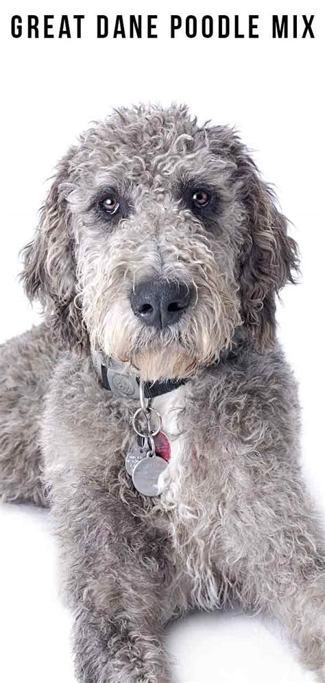 dane poodle mix