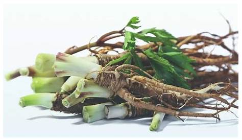 Dang Gui (Radix Angelica Sinensis): The Benefits, Dosage & Side Effects